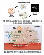 澳门银河赌场_澳门银河网址_澳门银河网站_往往会出现脑部损伤的进一步恶化